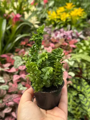 Fern 'Emina' — additional view