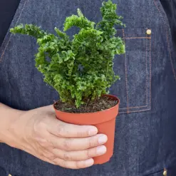 Fern 'Emina' — held in hand for size reference
