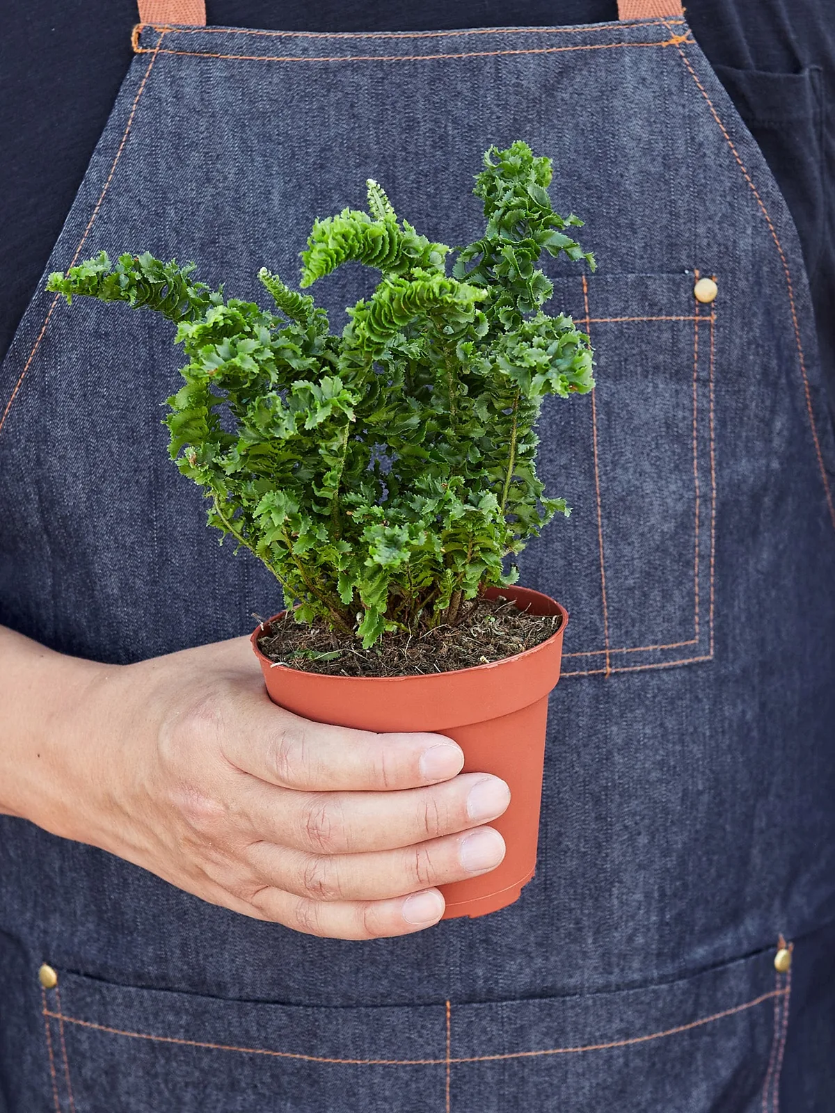 Fern 