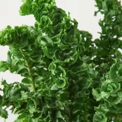 Fern 'Emina' — leaf detail close-up