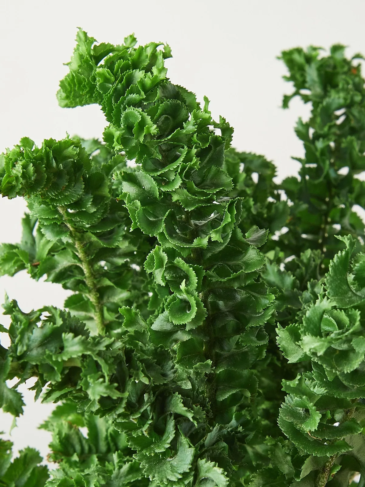 Fern 