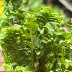 Fern 'Emina' — additional view