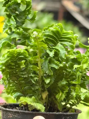 Fern 'Emina' — additional view