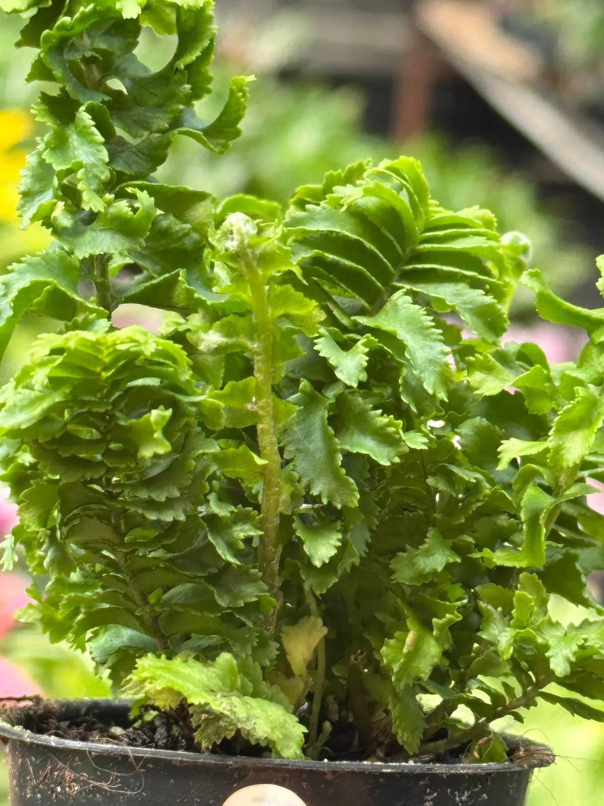 Fern 