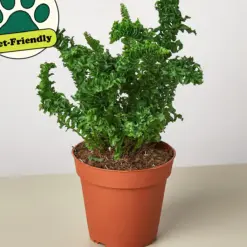 Fern 'Emina' — additional view