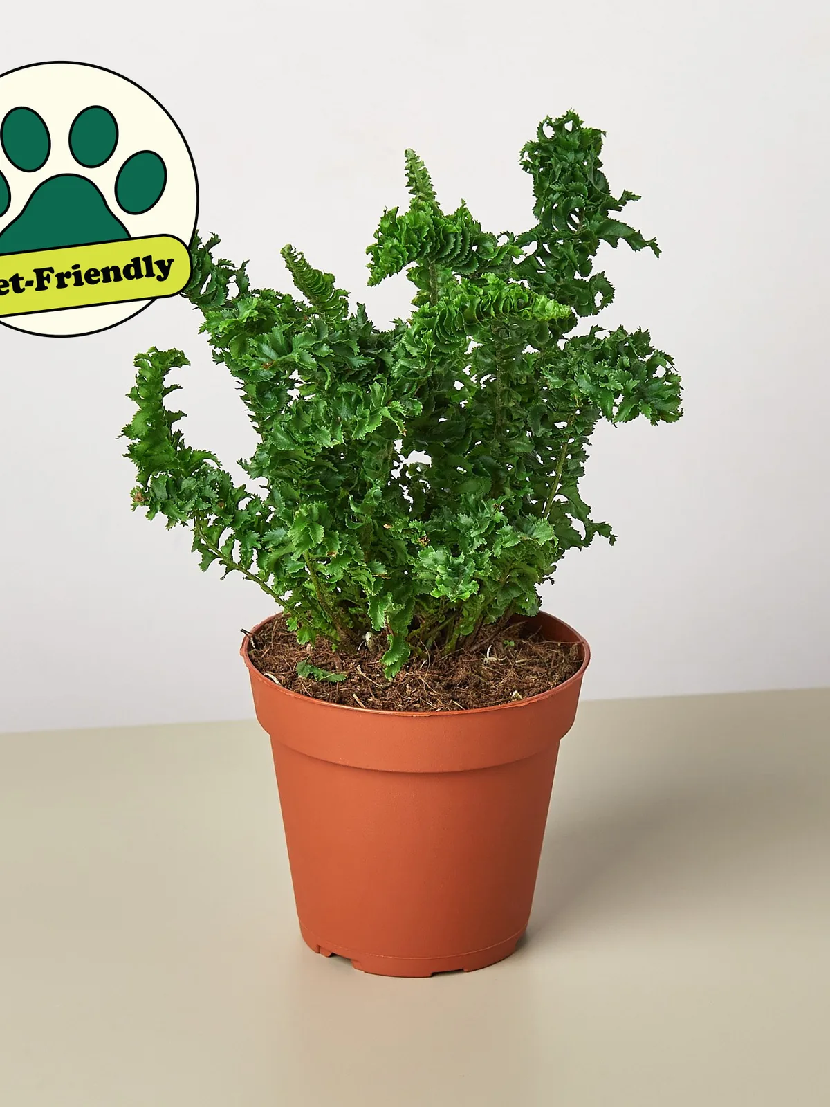 Fern 