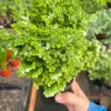 Fern 'Frosty' houseplant