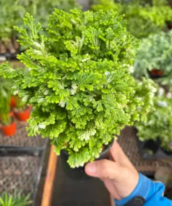 Fern 'Frosty' houseplant