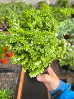 Fern 'Frosty' houseplant