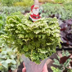 Fern 'Frosty' — additional view