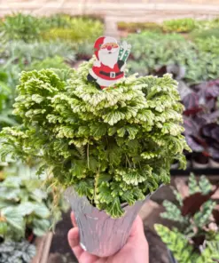 Fern 'Frosty' — additional view