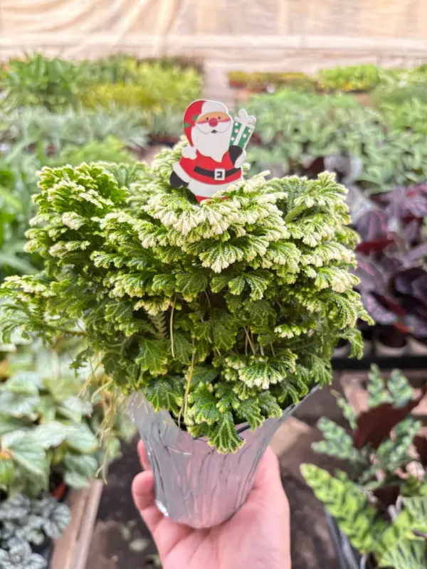 Fern 'Frosty' — additional view