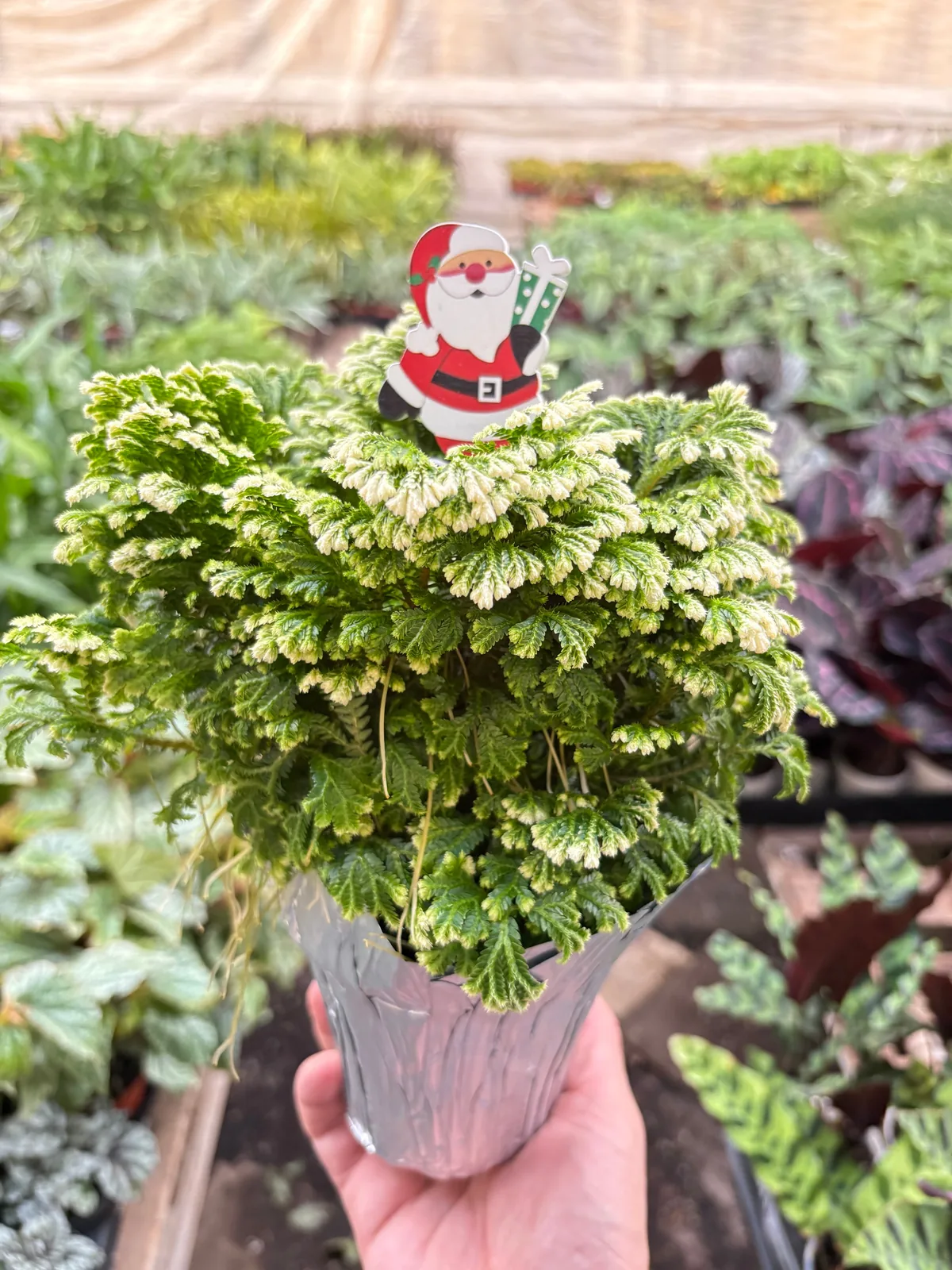 Fern 