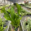 Fern 'Green Flame' houseplant