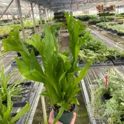 Fern 'Green Flame' houseplant