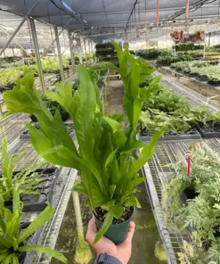 Fern 'Green Flame' houseplant