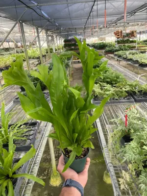 Fern 'Green Flame' houseplant