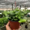 Fern 'Heart' houseplant