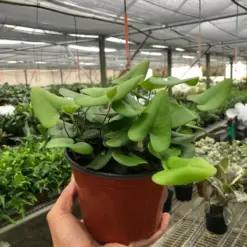 Fern 'Heart' houseplant