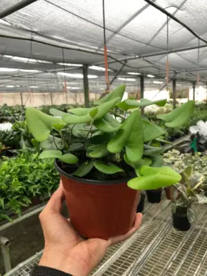 Fern 'Heart' houseplant