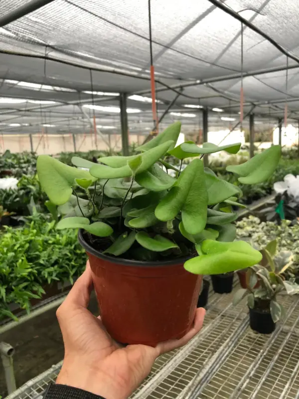 Fern 'Heart' houseplant