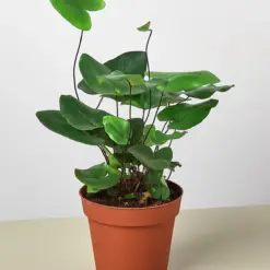 Fern 'Heart' — additional view