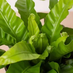 Fern 'Bird's Nest Hurricane' houseplant