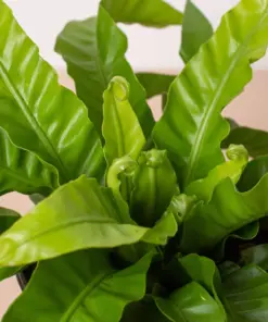 Fern 'Bird's Nest Hurricane' houseplant