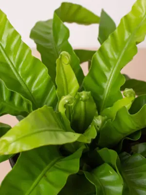 Fern 'Bird's Nest Hurricane' houseplant