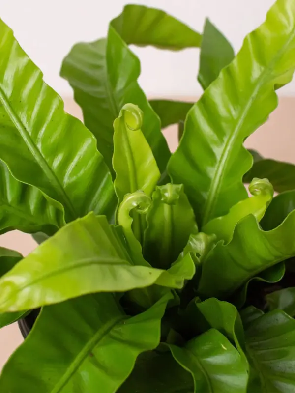 Fern 'Bird's Nest Hurricane' houseplant