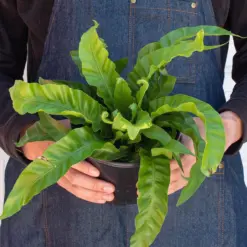 Fern 'Bird's Nest Hurricane' — additional view