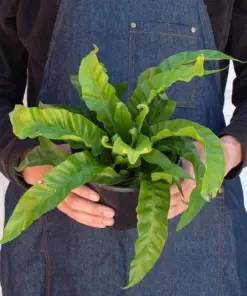 Fern 'Bird's Nest Hurricane' — additional view