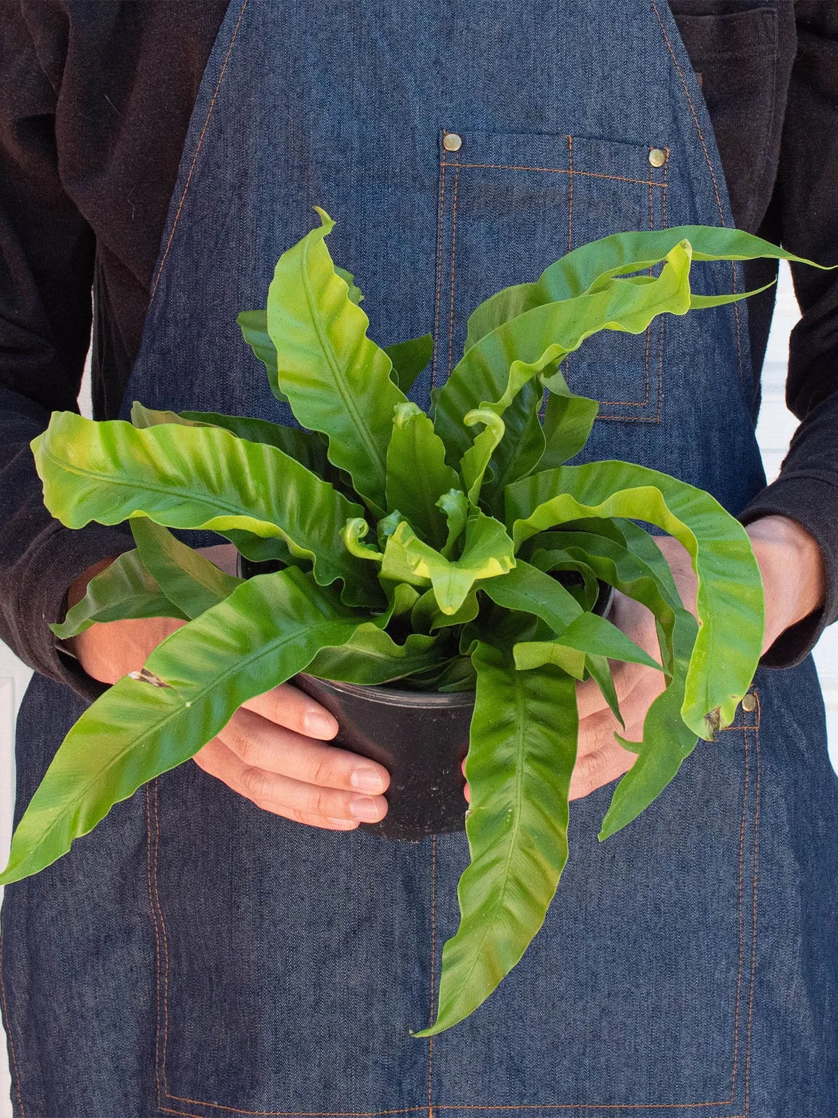 Fern 