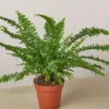 Jester's Crown Fern houseplant