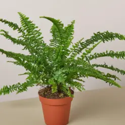 Jester's Crown Fern houseplant