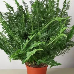 Jester's Crown Fern — additional view