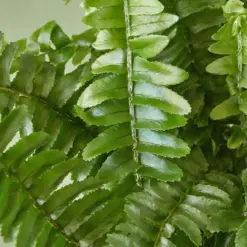 Jester's Crown Fern — leaf detail close-up