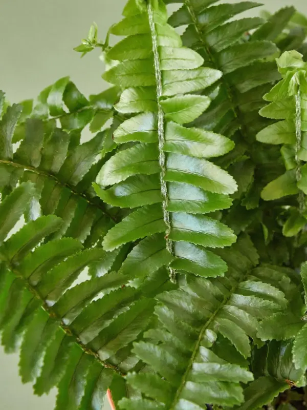 Jester's Crown Fern — leaf detail close-up