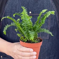 Jester's Crown Fern — held in hand for size reference