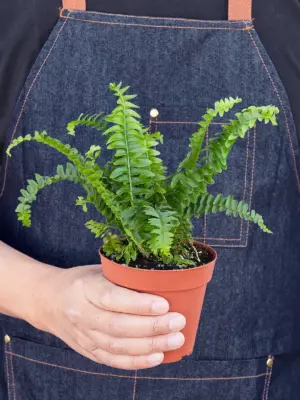 Jester's Crown Fern — held in hand for size reference