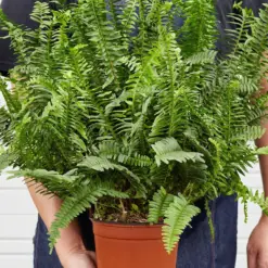 Jester's Crown Fern — held in hand for size reference