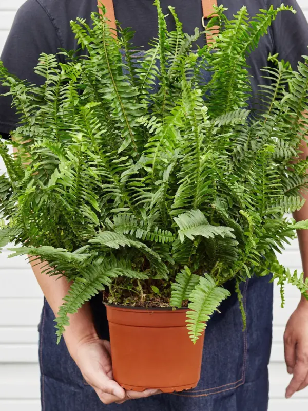 Jester's Crown Fern — held in hand for size reference