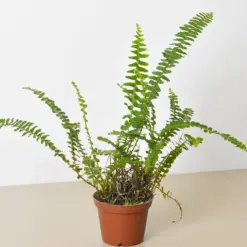 Jester's Crown Fern — additional view