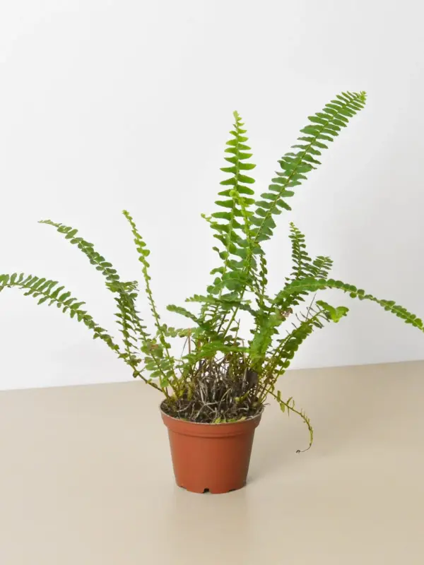 Jester's Crown Fern — additional view