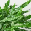 Fern 'Kangaroo Paw' houseplant