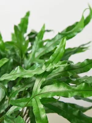Fern 'Kangaroo Paw' houseplant