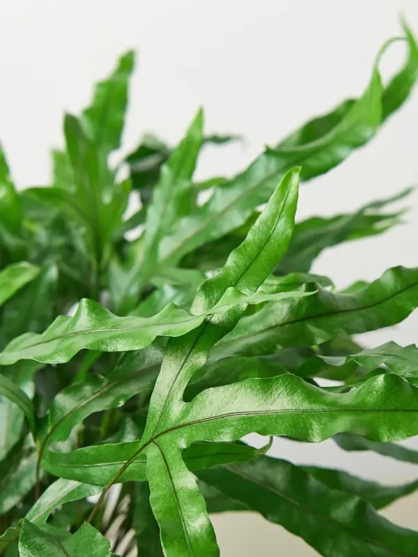 Fern 'Kangaroo Paw' houseplant