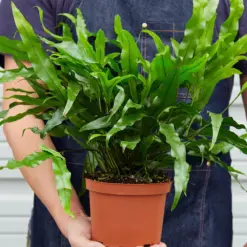 Fern 'Kangaroo Paw' — held in hand for size reference