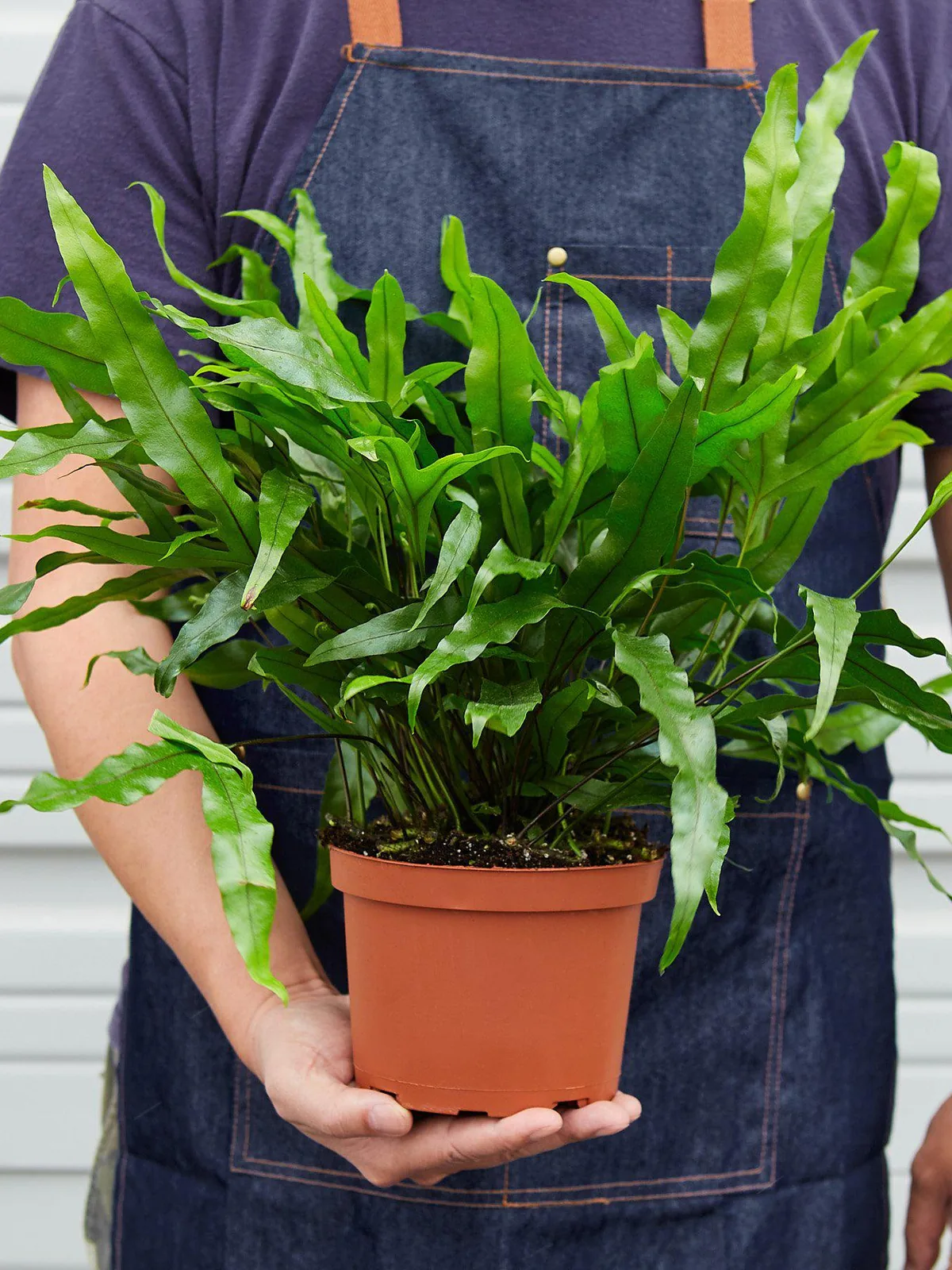Fern 