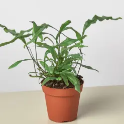Fern 'Kangaroo Paw' — additional view